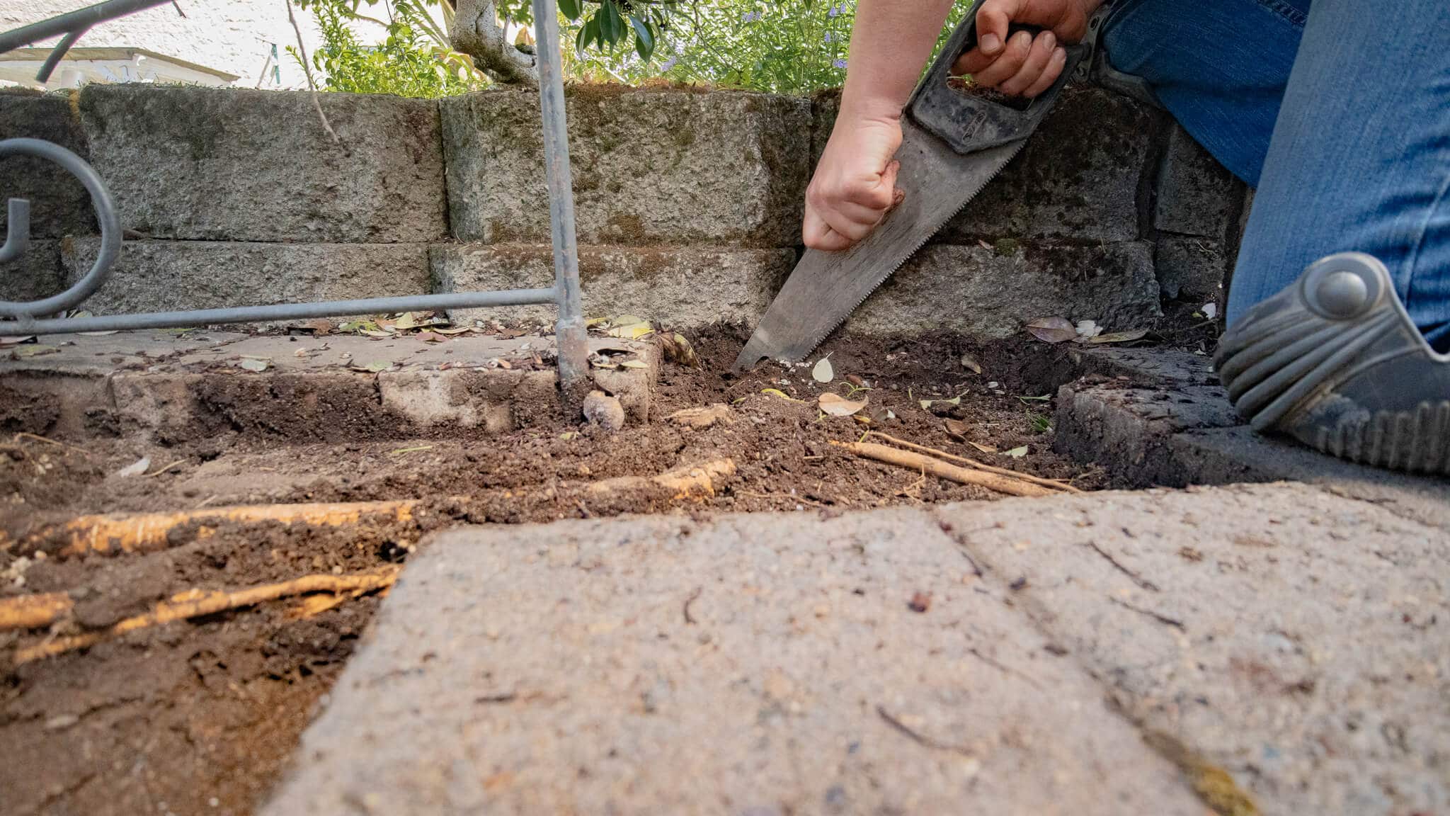 Cut tree roots under pavers