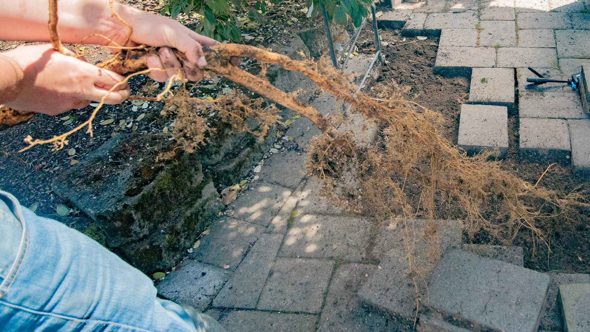 Pull out tree root under pavers