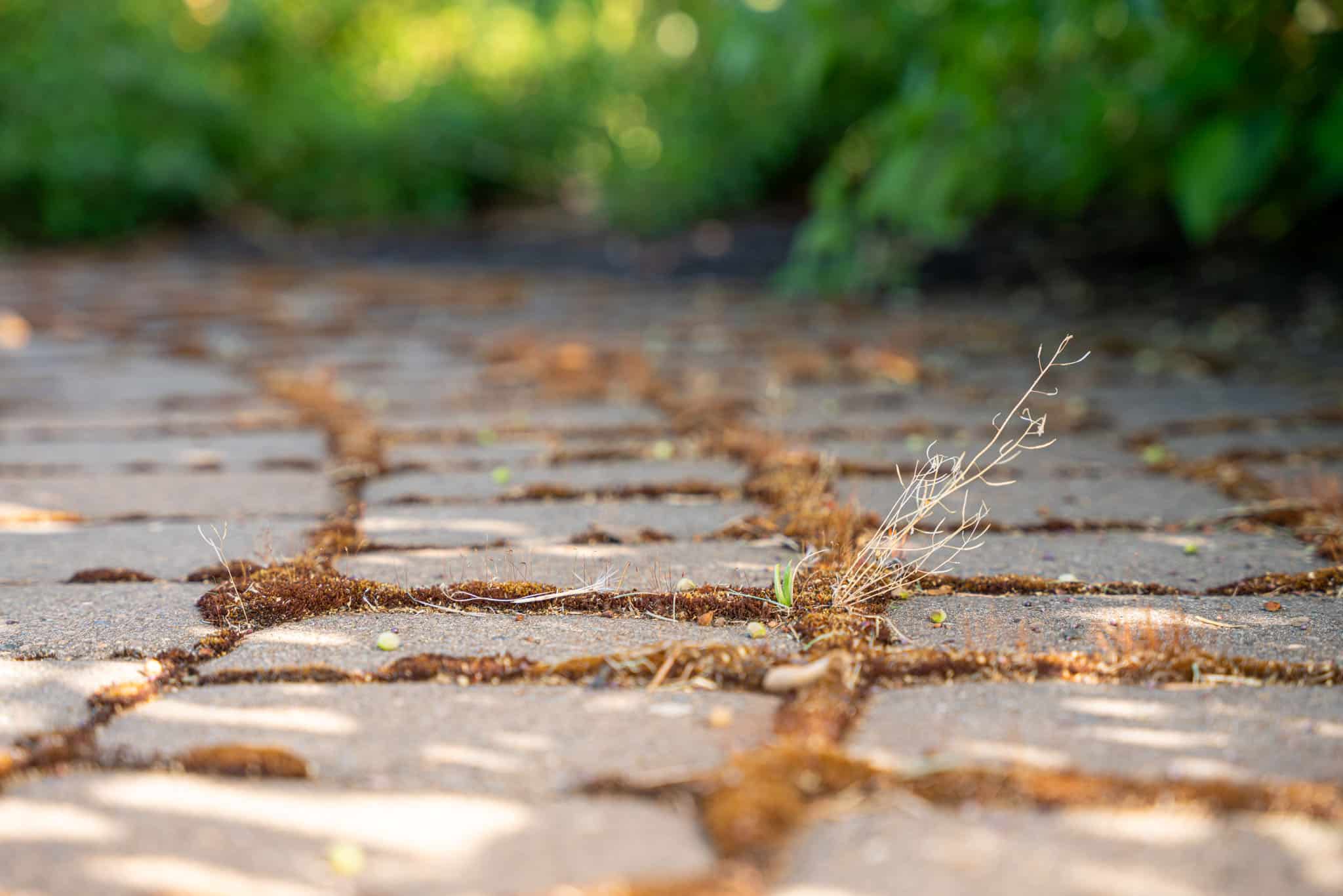 Ants digging up dirt under pavers? Here's what to do! — Gold Coast